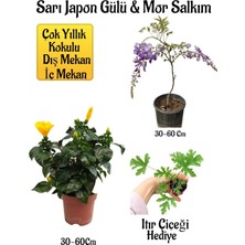 Serada Decor Plant Sarı Japon Gülü Çiçeği+Mor Salkım Ağacı Fidanı+ Buz Çiçeği Hediyeli Peyzaj Seti