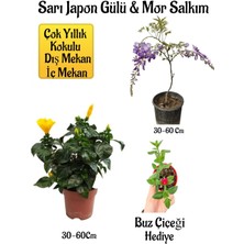 Serada Decor Plant Sarı Japon Gülü Çiçeği+Mor Salkım Ağacı Fidanı+ Itır Çiçeği Hediyeli Peyzaj Seti