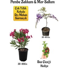 Serada Decor Plant Pembe Zakkum Fidanı+Mor Salkım Ağacı Fidanı Buz Çiçeği Bahçe Peyzaj Seti