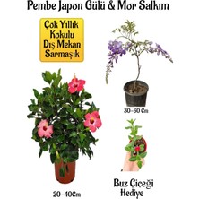 Serada Decor Plant Pembe Japon Gülü Çiçeği+Mor Salkım Ağacı Fidanı Buz Çiçeği Bahçe Peyzaj Seti