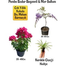 Serada Decor Plant Pembe Bodur Begonvil+Mor Salkım Ağacı Fidanı Kurdele Çiçeği Bahçe Peyzaj Seti