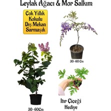 Serada Decor Plant Yoğun Kokulu Leylak Ağacı Fidanı+Mor Salkım Ağacı Fidanı Itır Çiçeği Peyzaj Seti