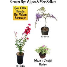 Serada Decor Plant Kırmızı Oya Ağacı Fidanı+Mor Salkım Ağacı Fidanı Mezem Çiçeği Bahçe Peyzaj Seti