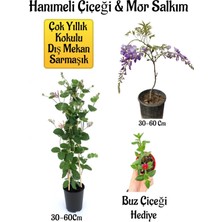 Serada Decor Plant Kokulu Hanımeli Çiçeği+Mor Salkım Ağacı Fidanıbuz Çiçeği Peyzaj Seti