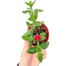 Serada Decor Plant Kokulu Hanımeli Çiçeği+Mor Salkım Ağacı Fidanıbuz Çiçeği Peyzaj Seti