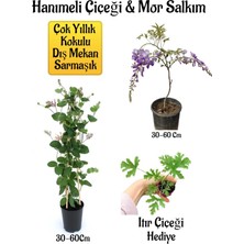 Serada Decor Plant Kokulu Hanımeli Çiçeği+Mor Salkım Ağacı Fidanı Itır Çiçeği Peyzaj Seti