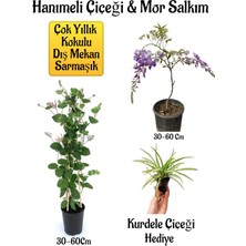 Serada Decor Plant Kokulu Hanımeli Çiçeği+Mor Salkım Ağacı Fidanı Kurdele Çiçeği Peyzaj Seti