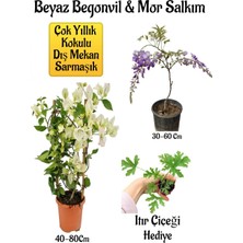 Serada Decor Plant Beyaz Begonvil Çiçeği+Mor Salkım Ağacı Fidanı Itır Çiçeği Bahçe Peyzaj Seti