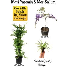 Serada Decor Plant Mavi Yasemin Çiçeği+Mor Salkım Ağacı Fidanı Kurdele Çiçeği Peyzaj Seti