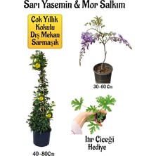 Serada Decor Plant Sarı Yasemin Çiçeği+Mor Salkım Ağacı Fidanı+ Itır Çiçeği Peyzaj Seti