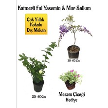 Serada Decor Plant Kokulu Katmerli Ful Yasemin Çiçeği+Mor Salkım Ağacı Fidanı Mezem Çiçeği Peyzaj Seti