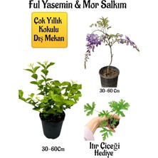 Serada Decor Plant Kokulu Ful Yasemin Çiçeği+Mor Salkım Ağacı Fidanı Itır Çiçeği Peyzaj Seti