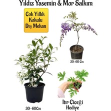 Serada Decor Plant Kokulu Yıldız Yasemin Çiçeği+Mor Salkım Ağacı Fidanı Itır Çiçeği Peyzaj Seti