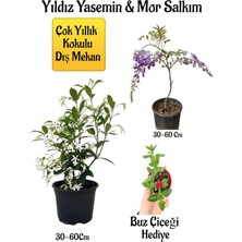 Serada Decor Plant Kokulu Yıldız Yasemin Çiçeği+Mor Salkım Ağacı Fidanı Buz Çiçeği Peyzaj Seti