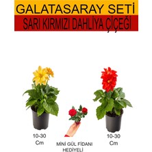 Bitkim Sende 2'li Set Sarı- Kırmızı Dahliya Çiçeği+Hediyelik Kırmızı Gül Fidanı