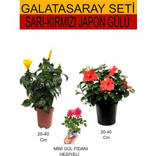 Bitkim Sende 2'li Sarı-Kırmızı Japon Gülü+ Hediyelik Pembe Gül Fidanı