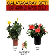 Bitkim Sende 2'li Sarı-Kırmızı Japon Gülü+ Hediyelik Buz Çiçeği