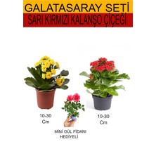 Bitkim Sende 2'li Takım Seti Sarı- Kırmızı Kalanşo+Hediyelik Pembe Gül Fidanı