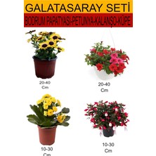 Serada Decor Plant Takım Seti Bodrum Papatyası+Kalanşo+ Küpeli+ Petunya