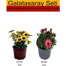 Serada Decor Plant Takım Seti Sarı Bodrum Papatyası+ Kırmızı Bodrum Papatyası