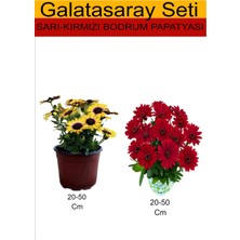 Serada Decor Plant Takım Seti Sarı Bodrum Papatyası+ Kırmızı Bodrum Papatyası