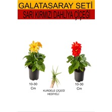 Serada Decor Plant 2'li Takım Seti Sarı- Kımrızı Dahliya Çiçeği+ Hediyelik Mini Kurdele Çiçeği