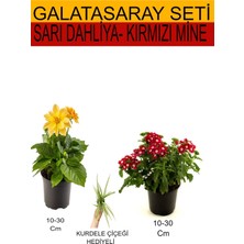 Serada Decor Plant Takım Seti Sarı Dahliya+ Kırmızı Mine + Hediyelik Kurdele Çiçeği