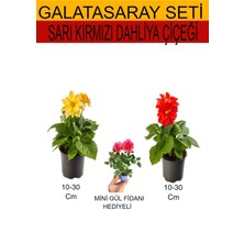 Serada Decor Plant 2'li Set Sarı- Kırmızı Dahliya Çiçeği+ Hediyelik Pembe Gül Fidanı