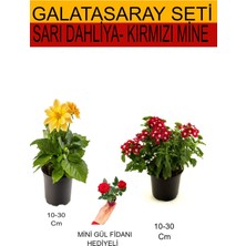 Serada Decor Plant 2'li Set Sarı Dahliya+ Kırmızı Mine + Hediyelik Kırmızı Gül Fidanı