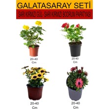 Serada Decor Plant 4'lü Takım Seti Sarı- Kırmızı Gül+ Sarı- Kırmızı Bodrum Papatyası