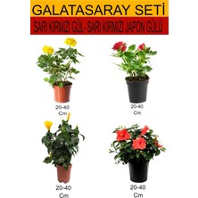 Serada Decor Plant 4'lü Takım Seti Sarı- Kırmızı Gül+Sarı Kırmızı Japon Gülü