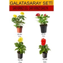 Serada Decor Plant 4'lü Takım Seti Sarı-Kırmızı Gül+Sarı- Kırmızı Dahliya Çiçeği