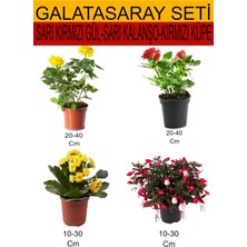 Serada Decor Plant 4'lü Takım Seti Sarı- Kırmızı Gül+ Sarı Kalanşo+ Kırmızı Küpeli Çiçeği
