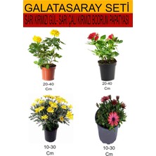 Serada Decor Plant 4'lü Takım Seti Sarı Kırmızı Gül+ Sarı Çalı Papatyası+Kırmızı Bodrum Papatyası