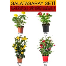 Serada Decor Plant 4'lü Takım Seti Sarı-Kırmızı Gül+Sarı- Kırmızı Mandavilla Çiçeği