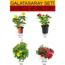 Serada Decor Plant 4'lü Takım Seti Sarı- Kırmızı Gül+ Sarı Kırmızı Askılı Saksılı Petunya Çiçeği