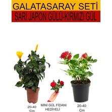 Serada Decor Plant 2'li Takım Seti Sarı Japon Gülü+ Kırmızı Gül+ Hediyelik Kırmızı Gül Fidanı
