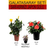 Serada Decor Plant 2'li Sarı-Kırmızı Japon Gülü+ Hediyelik Telgarf Çiçeği