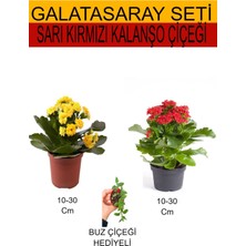 Serada Decor Plant 2'li Set Sarı-Kırmızı Kalanşo Çiçeği+Hediyelik Buz Çiçeği
