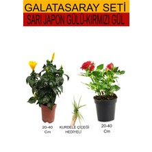 Serada Decor Plant 2'li Set Sarı Japon Gülü+Kırmızı Gül Fidanı+Hediyelik  Kurdele Çiçeği