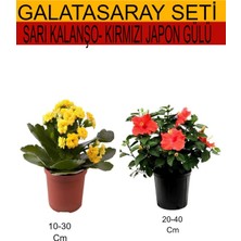Serada Decor Plant 2'li Set Sarı Kalanşo+ Kırmızı Japon Gülü