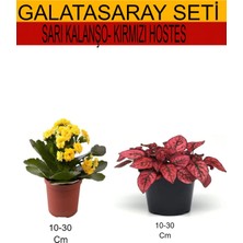 Serada Decor Plant 2'li Takım Seti Sarı Kalanşo+ Kırmızı Hostes Çiçeği