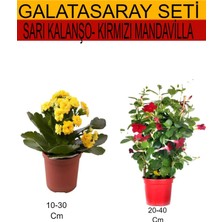 Serada Decor Plant 2'li Takım Seti Sarı Kalanşo+ Kırmızı Mandavilla Çiçeği