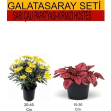 Serada Decor Plant 2'li Sarı Çalı Papatyası+Kırmızı Hostes Bitkisi
