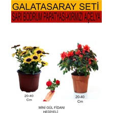 Serada Decor Plant 2'li Set Sarı Bodrum Papatyası+Kırmızı Açelya+ Hediyelik Kırmızı Gül Fidanı