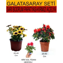 Serada Decor Plant 2'li Takım Seti Sarı Bodrum Papatyası+Kırmızı Açelya Çiçeği+Hediyelik Pembe Gül Fidanı