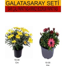Serada Decor Plant 2'li Takım Seti Sarı Çalı Papatyası+Kırmızı Bodrum Papatyası