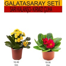 Serada Decor Plant 2'li Takım Seti Sarı Kalanşo+ Kırmızı Çuha Çiçeği