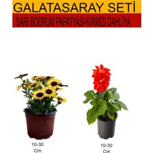 Serada Decor Plant 2'li Takım Seti Sarı Bodrum Papatyası +Kırmızı Dahliya Çiçeği