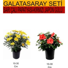 Serada Decor Plant 2'li Takım Seti Sarı Çalı Papatyası+Kırmızı Japon Gülü